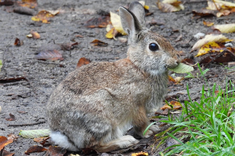 Willowbrook Wildlife Center Living With Eastern Cottontails